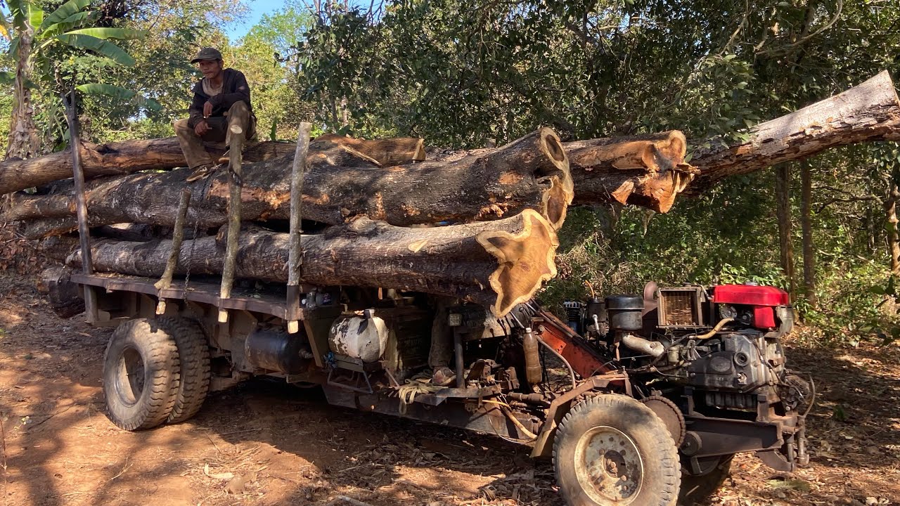 Xe công nông chở gỗ muồng