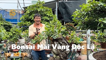 Những tác phẩm Bonsai Mai Vàng “Độc Lạ” của nghệ nhân “Út Lạ”|Vùng Đất Rồng 