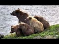 Mom 402 and her 4 beautiful cubs! Katmai Brown Bears. 08 October 2018