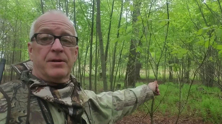 How to Get Oak Trees to Grow on Your Property