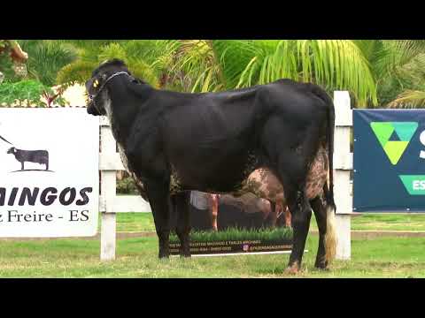 LOTE 17   FAZENDA SÃO DOMINGOS   733