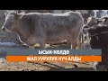 Ысык-Көлдө мал уурулук күч алды