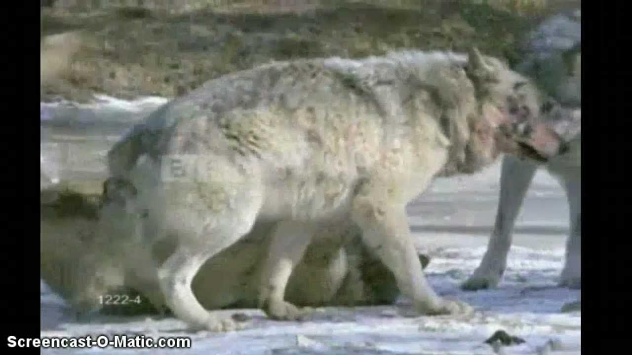 Спокойной ночи волк. Волшебник изумрудного города волков железный дровосек. Сказка лиса и волк. Бейте волка. Бейте волка.