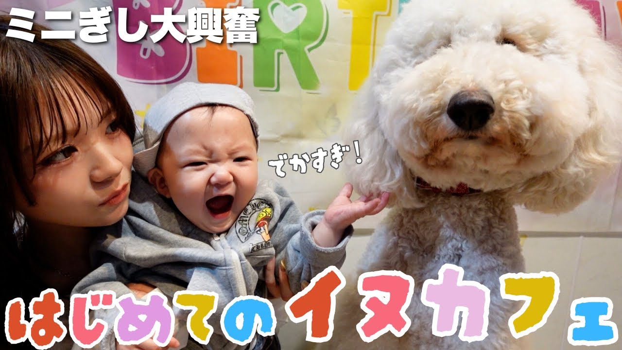 ミニぎしと初めて犬カフェに行ってみたら反応がまさか過ぎた