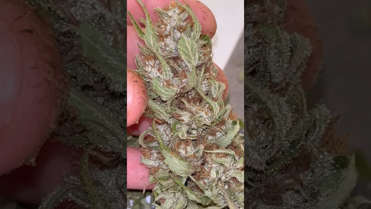 Manicura Final Cosecha Personal Exterior 2025 