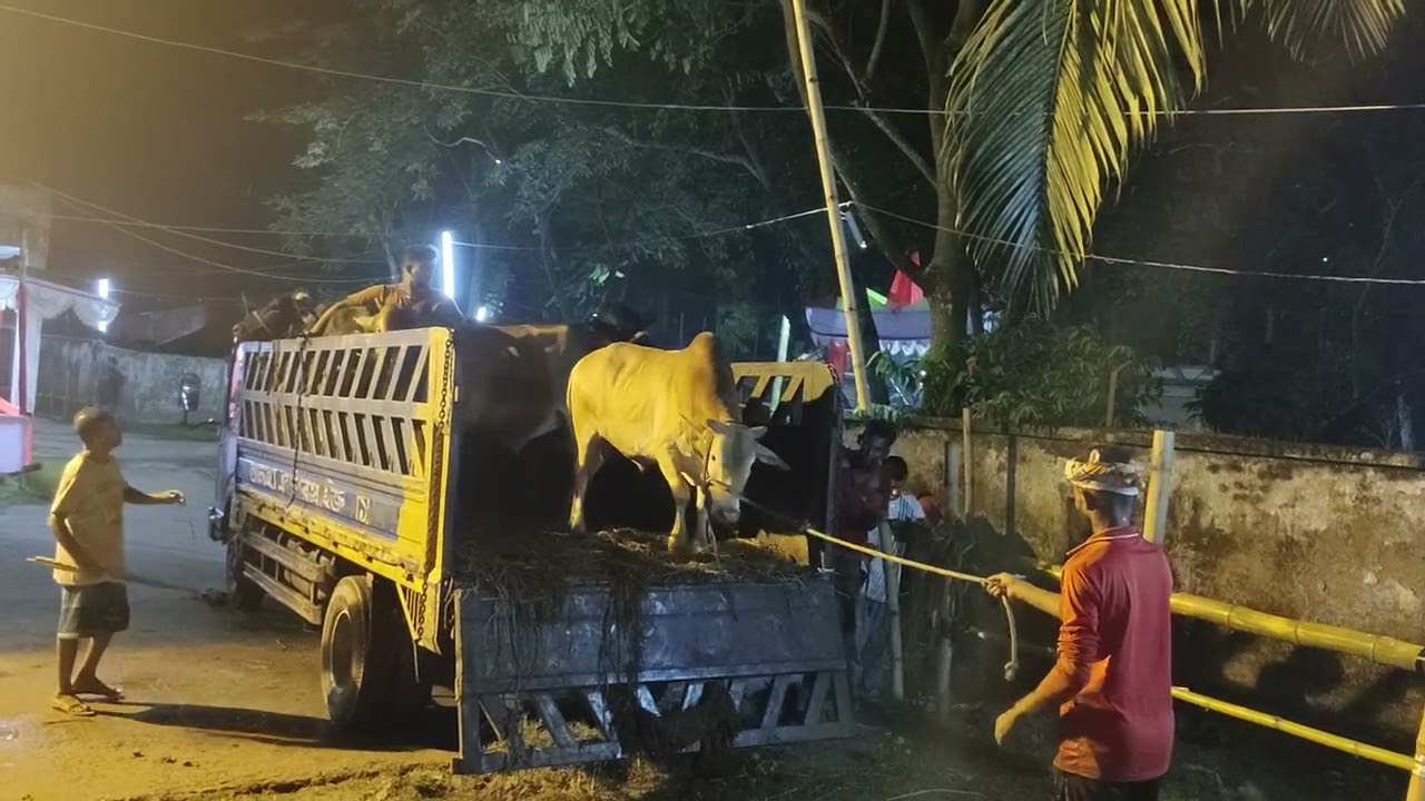 গরুর হাটের জন্য পিক আপ থেকে গরু নামানোর দৃশ্য