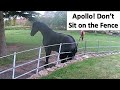 Apollo Literally Sitting on The Fence 🤫
