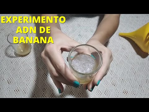 Video: ¿Cómo se extrae el ADN de una célula?