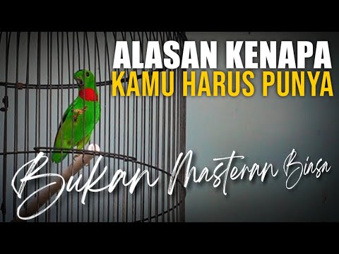 Masteran Serindit Gacor Nembak AK47, Ampuh Untuk Masteran Muraibatu