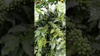 Sistem pagar dalam pohon kopi  #informasipertanian  #petaninaikkelas #kopi #pagar