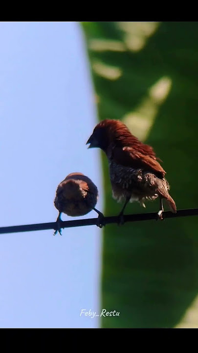 emprit ngewe 😂😂 #phonescoping #birds #macrophotography #wildlife #musicstyle #indonesia #birding