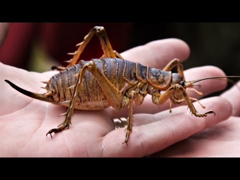 Животный страх: Насекомые (Документальные фильмы National Geographic)
