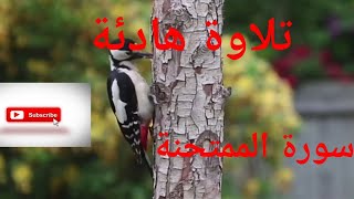 سورة الممتحنة للقارئ محمد الكنتاوي