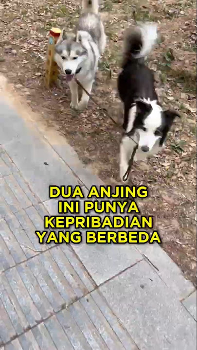 These Two Dogs Have Different Personalities 🦮😂 #shorts #dogs