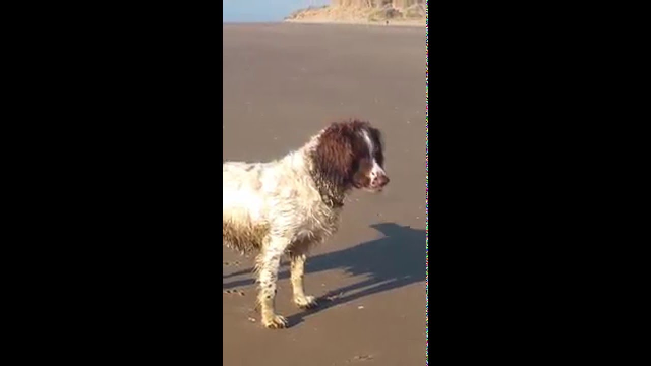 crazy springer spaniel