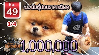 พ่อพันธุ์ปอมราคาเฉียด 1,000,000 - เพื่อนรักสัตว์เอ้ย EP 49 (3/4)