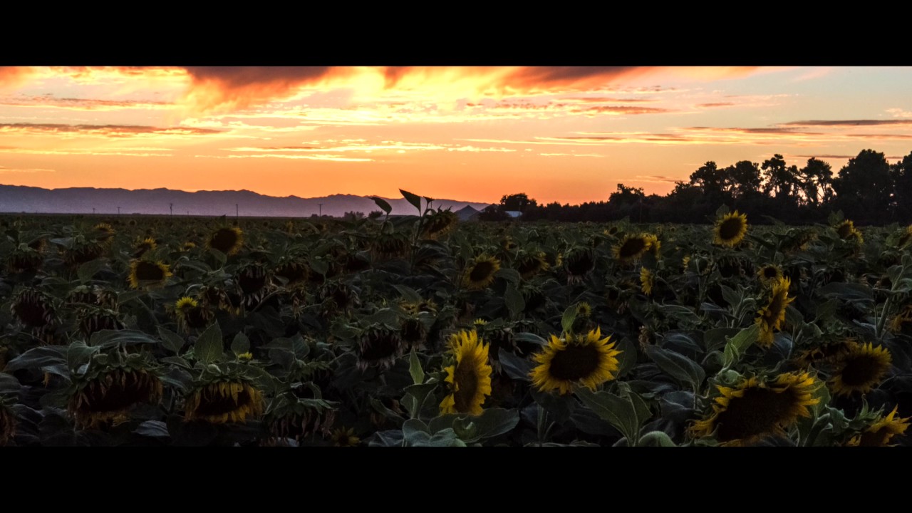 Sunflowers Field In Dixon California Aerial And Timelapse Youtube