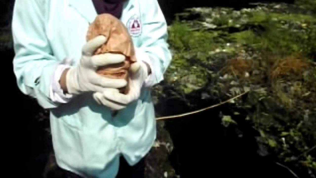 Teknik Pengambilan Sampel Air Sungai Youtube