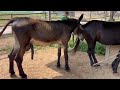 Donkey With Horse Mating Successful Donkey With Horse Mating Successful