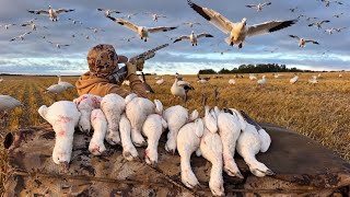 Our First Migrator Snow Goose Hunt Of The Year!