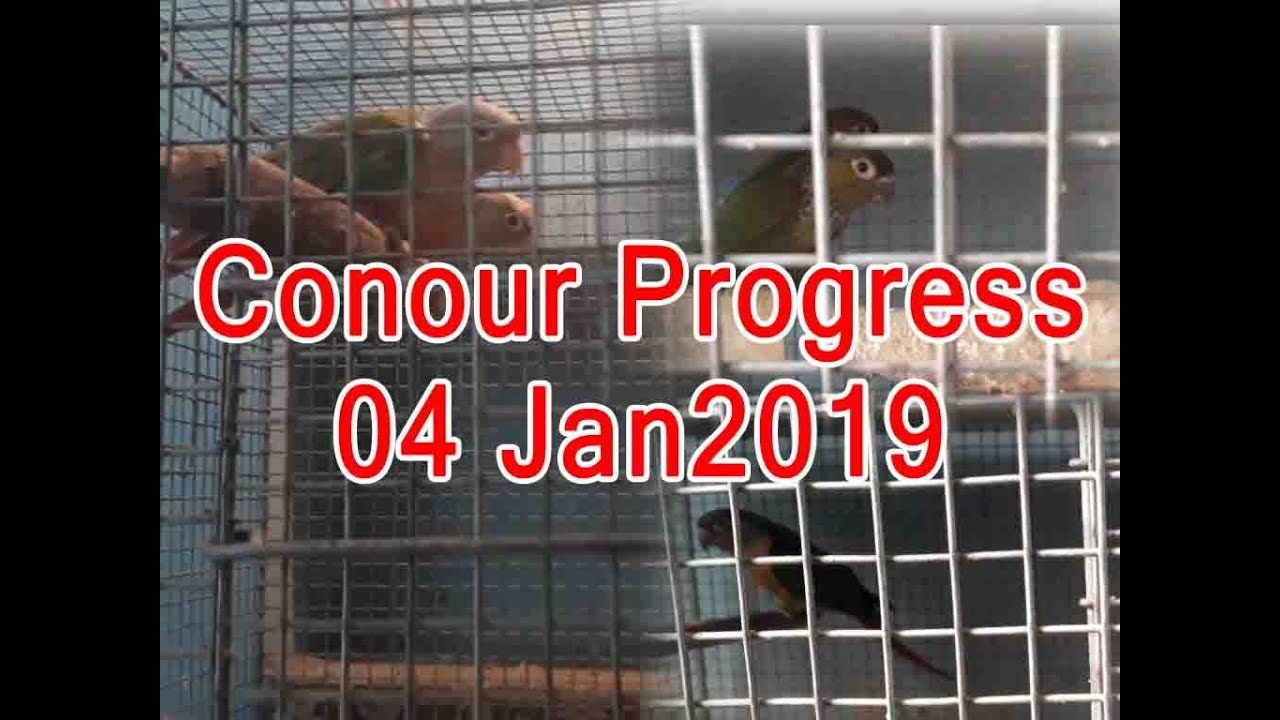 YELLOWSIDE CONOUR PROGRESS (KOLKATA LOVEBIRDS)