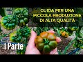 Guida per un piccolo impianto di pomodoro di alta qualità 1d2