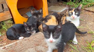 Cute little kittens are very happy playing next to the mother cat