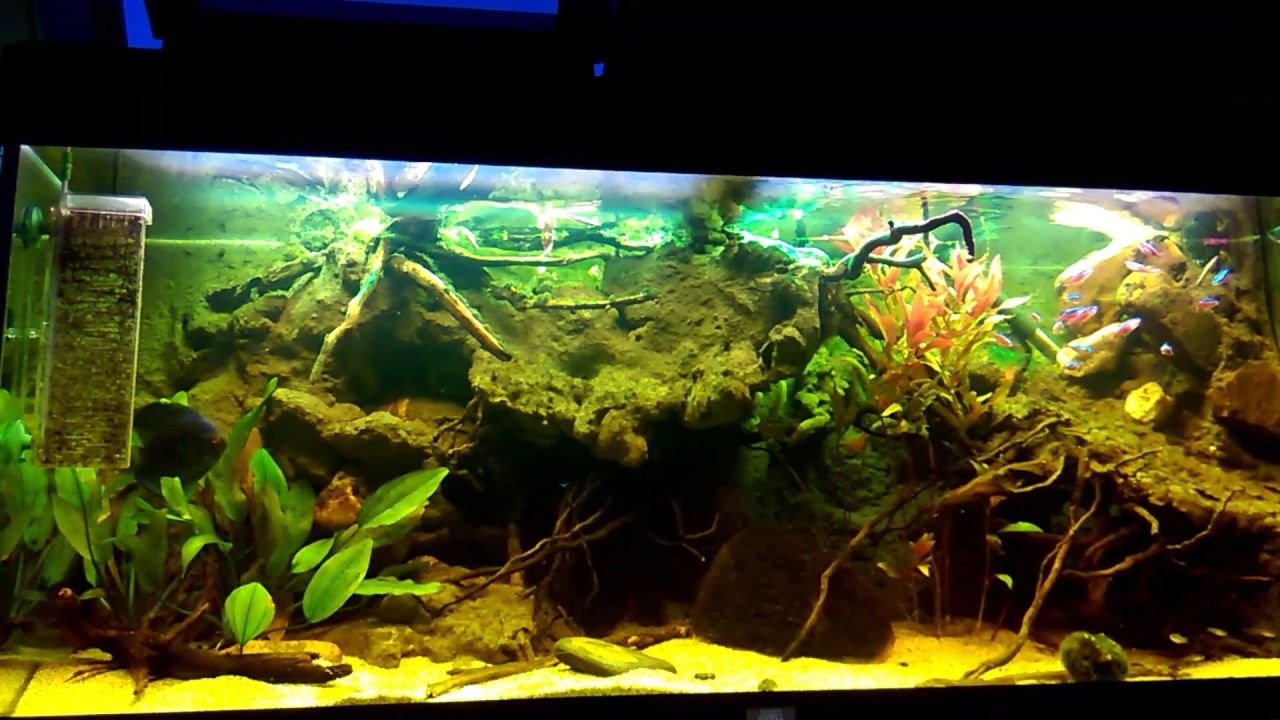 South american biotoop fishtank. 240L