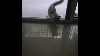 преграды не по чём 😀 Кот делает что-то невозможное !!!