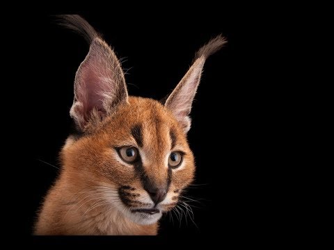 Joel Sartore: Photo Ark | TEDxMidwest