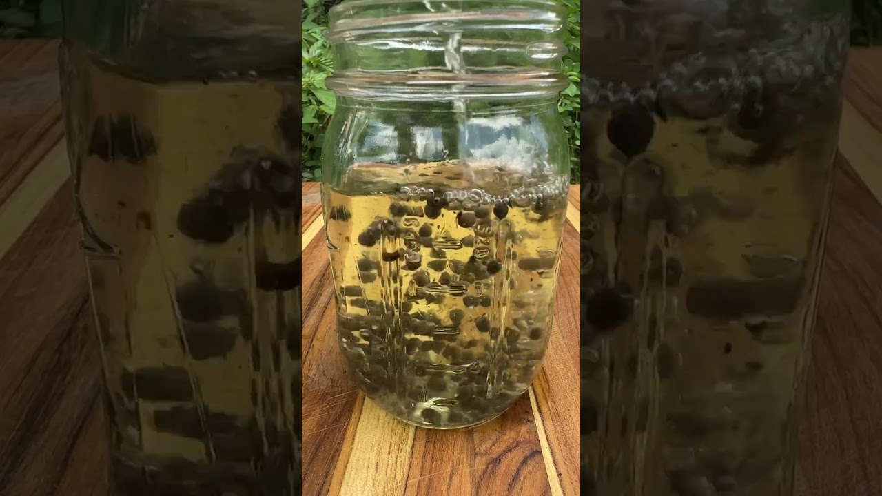 Soaking Okra Seeds #gardening #growgreen #livegreenandloveyourgreens  #garden #growyourownfood - YouTube