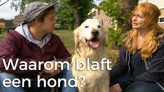 Waarom blaft een hond? | Vragen van Kinderen