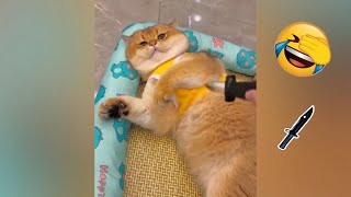 Funniest cats compilation ever😹😹 - try not to laugh challenge 🤣