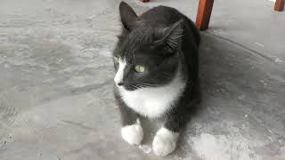 Cat enjoying the sound of the rain by Smoky & Animals 1,505 views 5 months ago 33 seconds