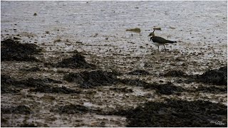 low tide bird calls