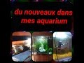 Du nouveaux dans mes aquariums