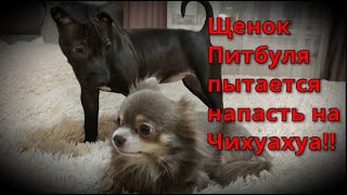 Маленький Питбуль пытается напасть на Чихуахуа