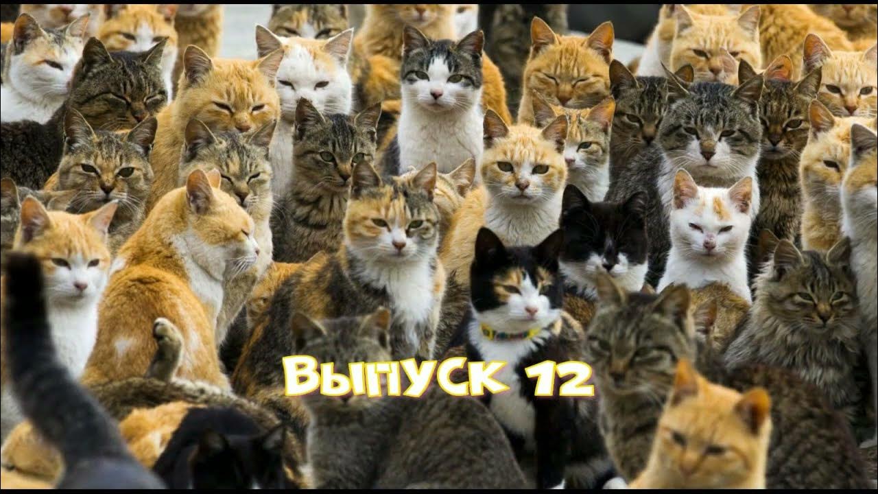Кошачий мир и щенки. Выпуск 12 - YouTube