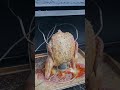 🐔 Smokey Bird learned a valuable lesson day...😂 #chicken #chives #recipe #beercanchicken #farmlife