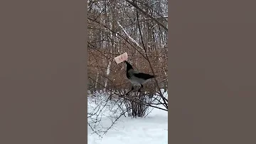 Ворона ест сало / The crow eats lard