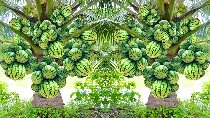 How to grow Coconut and watermelon fruits with banana & Coca Cola / how to grow watermelon fruit