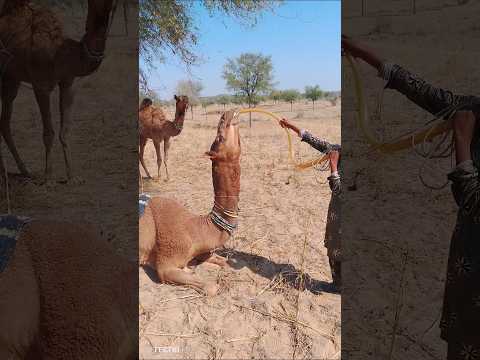 انظر إليه وهو يحاول الاستيلاء على هذا الأنبوب