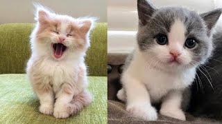 Baby Cats - Funny and Cute Cat Videos Compilation 2021 by Viral Tech Hub 552 views 3 years ago 5 minutes, 10 seconds
