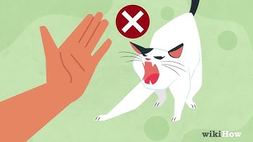 How to Calm an Aggressive Cat