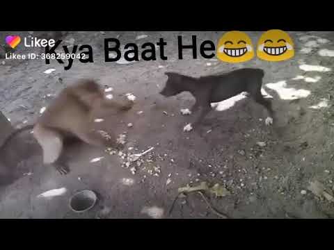 Qosolkii Adunka Daanyer Iyo Ay Maxa Kala Qabsaday