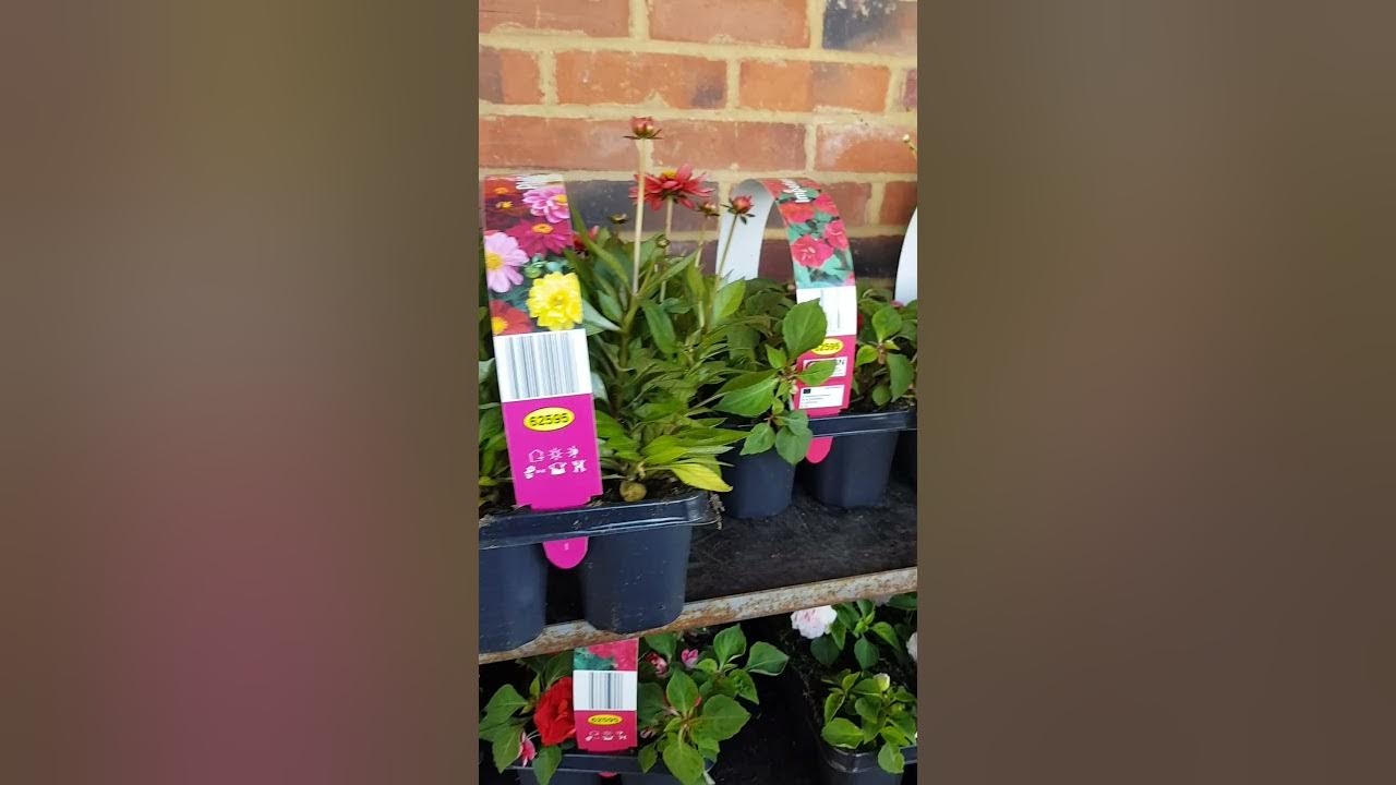 Lidl new plants and flowers 22.April 2021 YouTube