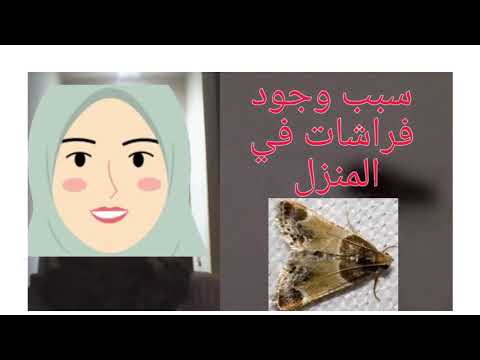 هل فعلا وجود الفراشات في المنزل يدل على وجود سحر وحسد سبب وجود فراشات في المنزل علميا