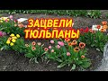 Купили микроволновку / Приготовили шашлык / Зацвели тюльпаны!!!