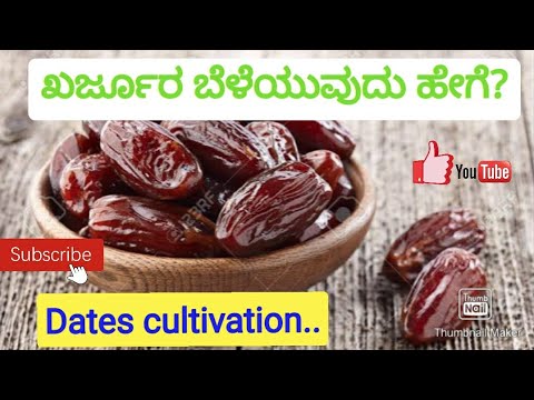 ಖರ್ಜೂರ ಬೆಳೆಯುವುದು ಹೇಗೆ?ಯಾವ ತಳಿ? ಯಾವ ಮಣ್ಣು?How to cultivate Dates? #Datesfarming#DatesFruit#kannada