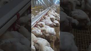 BROILER CHICKS|| AGE-14 DAYS|| IBD VACCINE||